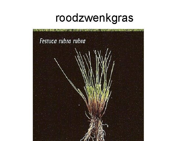 roodzwenkgras roodzwenkgras