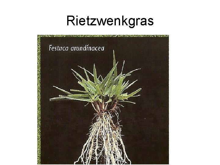 Rietzwenkgras Rietzwenkgras