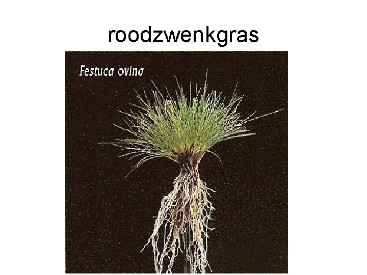 roodzwenkgras roodzwenkgras
