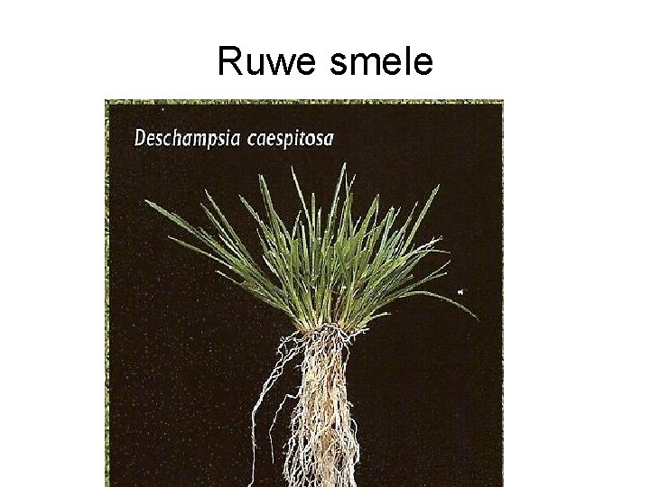 Ruwe smele Ruwe smele