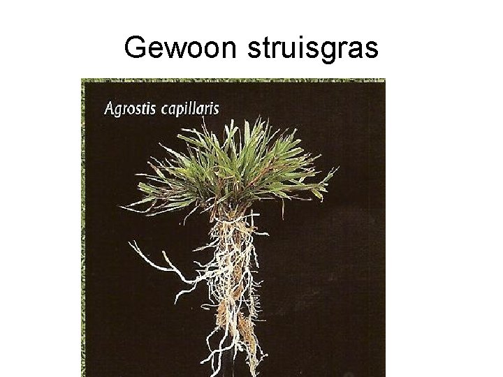 Gewoon struisgras Gewoon struisgras