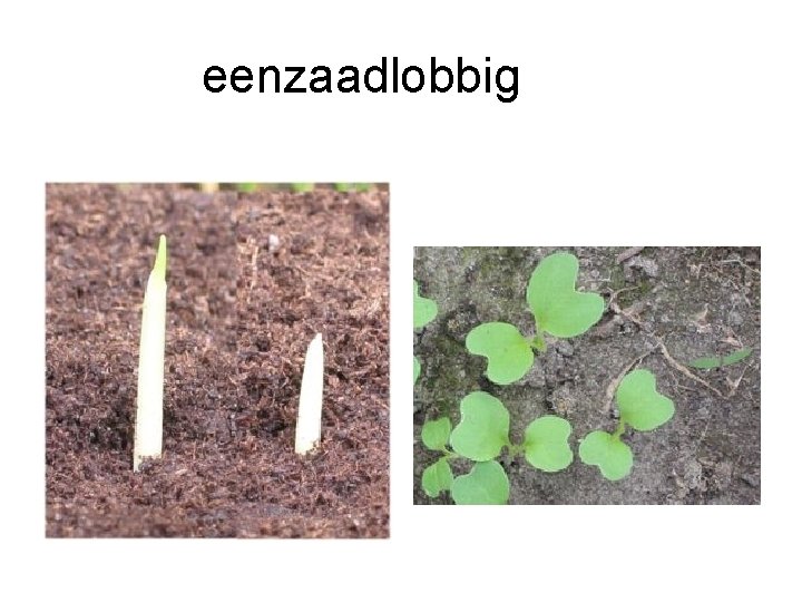 eenzaadlobbig eenzaadlobbig