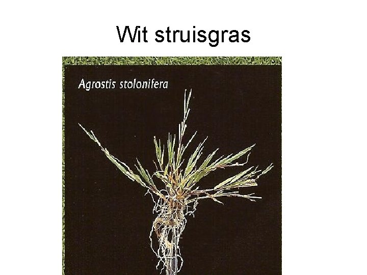 Wit struisgras Wit struisgras