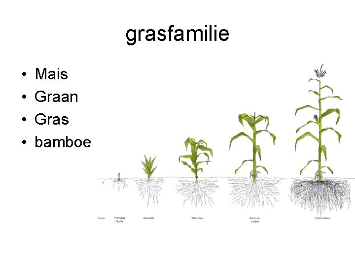 grasfamilie • • Mais Graan Gras bamboe grasfamilie • • Mais Graan Gras bamboe