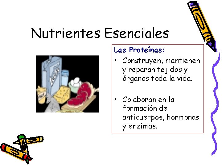 Nutrientes Esenciales Las Proteínas: • Construyen, mantienen y reparan tejidos y órganos toda la