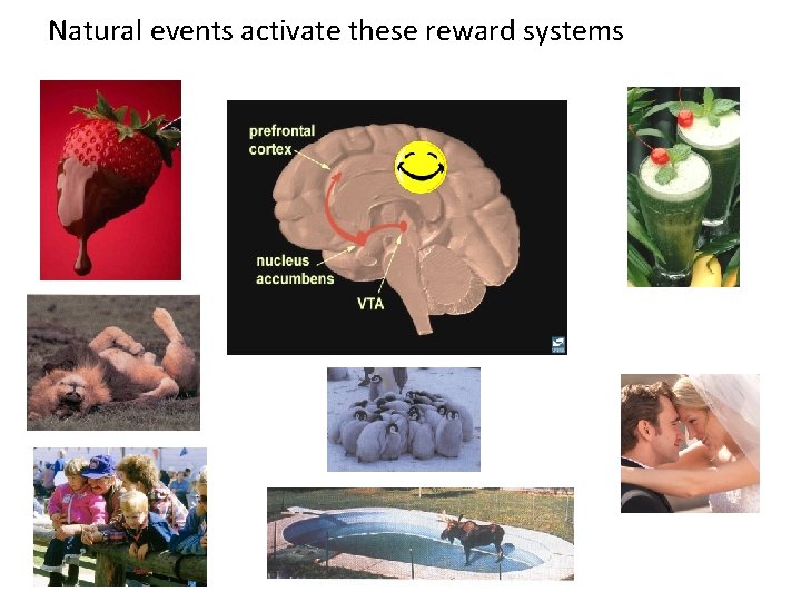Natural events activate these reward systems 