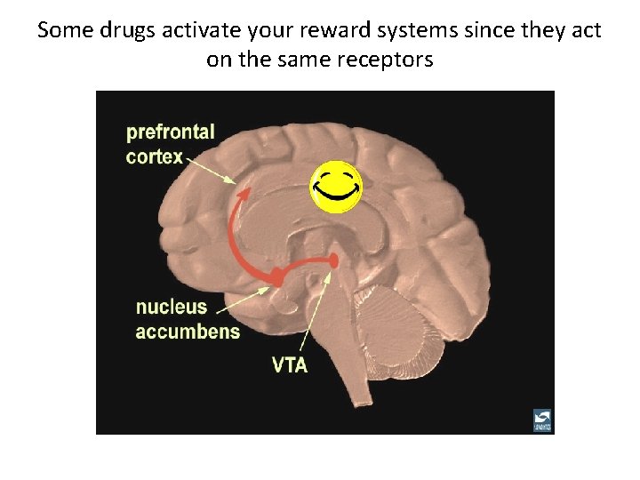 Some drugs activate your reward systems since they act on the same receptors 