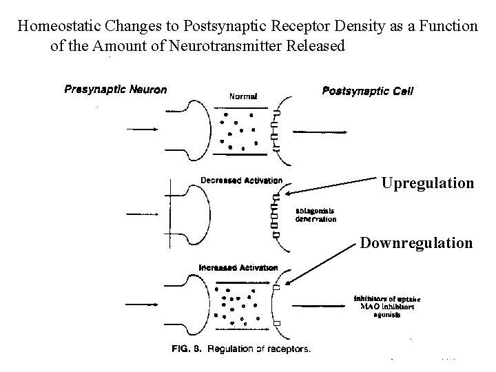 Homeostatic Changes to Postsynaptic Receptor Density as a Function of the Amount of Neurotransmitter