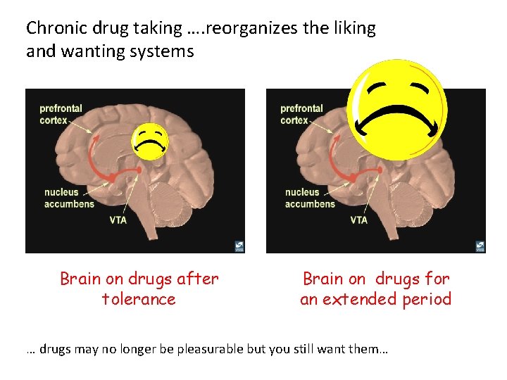 Chronic drug taking …. reorganizes the liking and wanting systems Brain on drugs after
