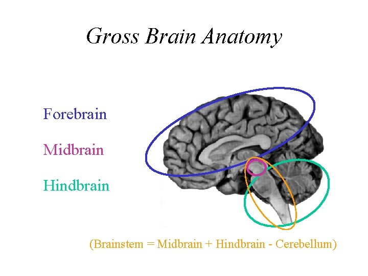 Gross Brain Anatomy Forebrain Midbrain Hindbrain (Brainstem = Midbrain + Hindbrain - Cerebellum) 
