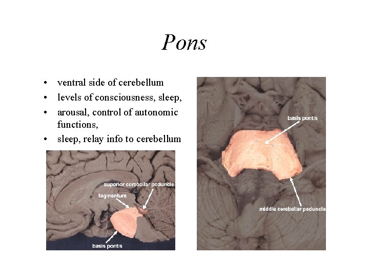 Pons • ventral side of cerebellum • levels of consciousness, sleep, • arousal, control