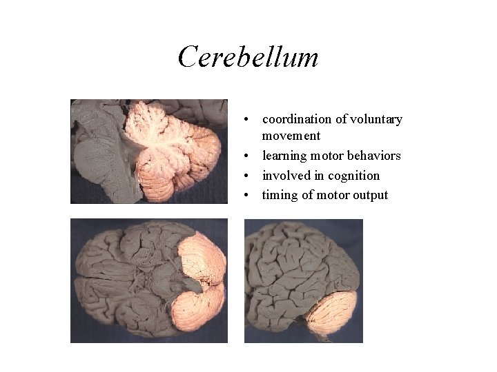 Cerebellum • coordination of voluntary movement • learning motor behaviors • involved in cognition