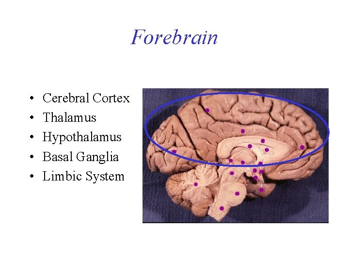 Forebrain • • • Cerebral Cortex Thalamus Hypothalamus Basal Ganglia Limbic System 