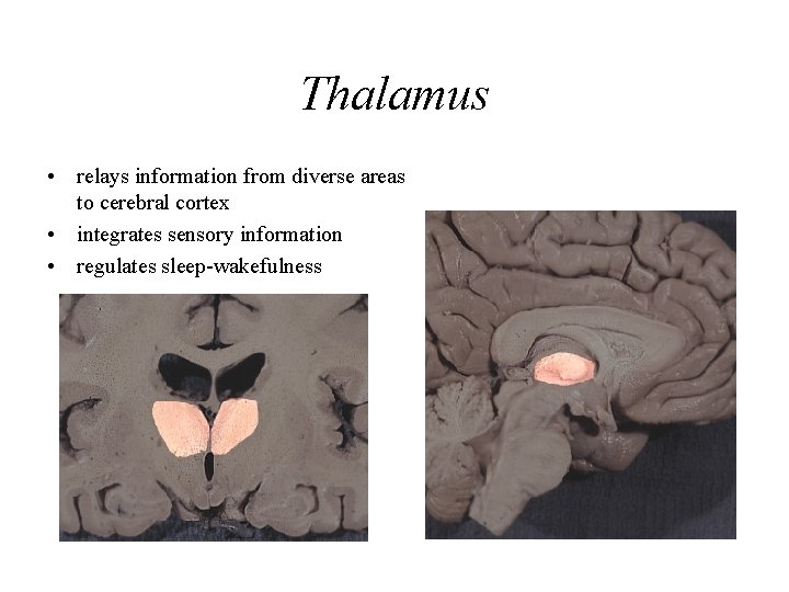 Thalamus • relays information from diverse areas to cerebral cortex • integrates sensory information