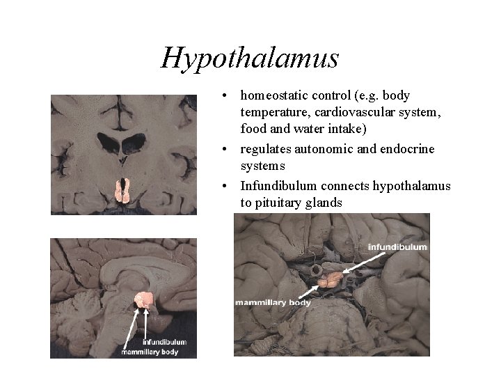 Hypothalamus • homeostatic control (e. g. body temperature, cardiovascular system, food and water intake)