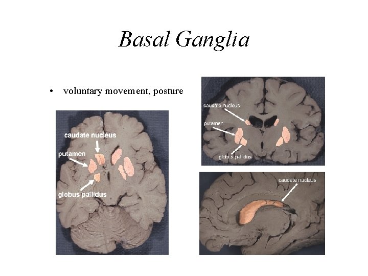 Basal Ganglia • voluntary movement, posture 