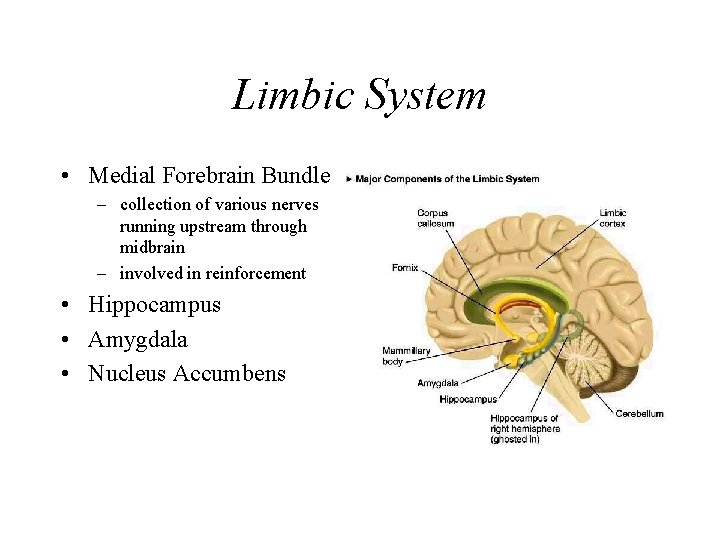 Limbic System • Medial Forebrain Bundle – collection of various nerves running upstream through