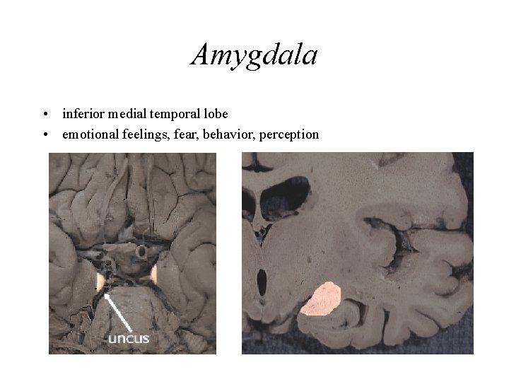 Amygdala • inferior medial temporal lobe • emotional feelings, fear, behavior, perception 