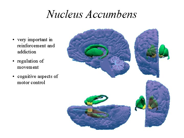 Nucleus Accumbens • very important in reinforcement and addiction • regulation of movement •