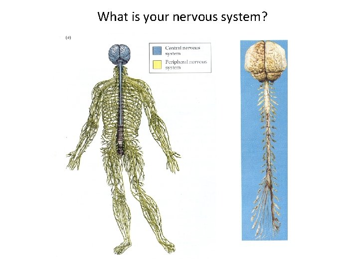What is your nervous system? 