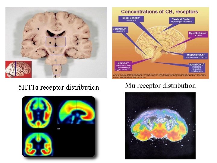 5 HT 1 a receptor distribution Mu receptor distribution 