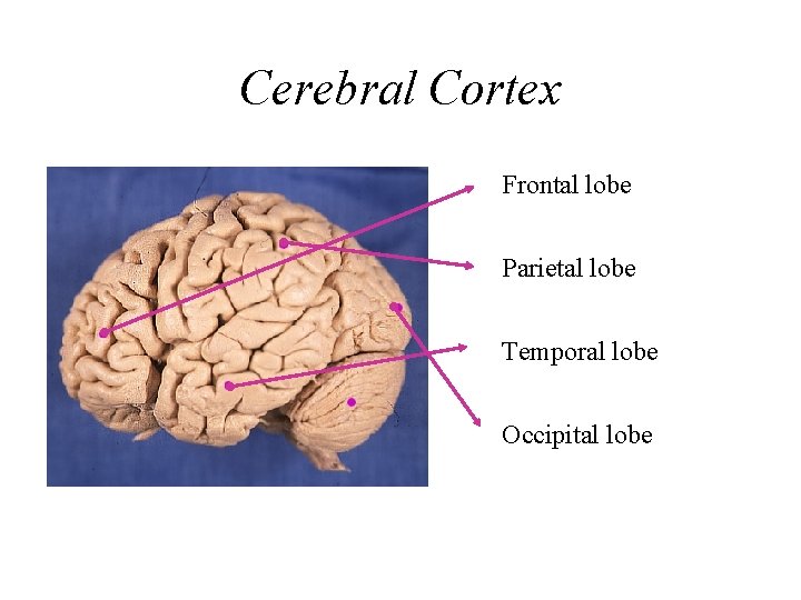 Cerebral Cortex Frontal lobe Parietal lobe Temporal lobe Occipital lobe 