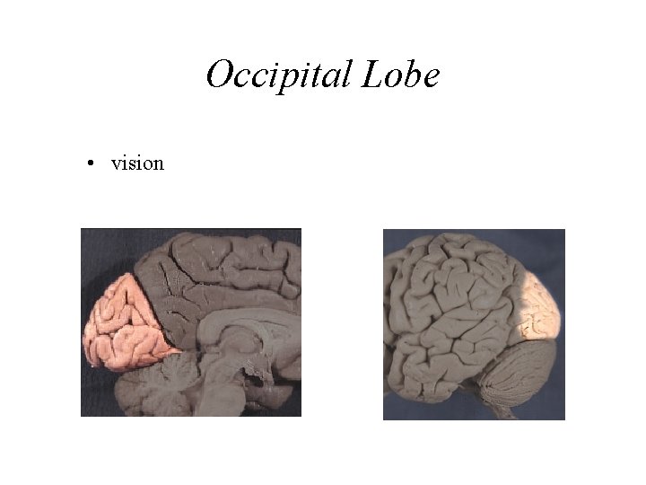 Occipital Lobe • vision 