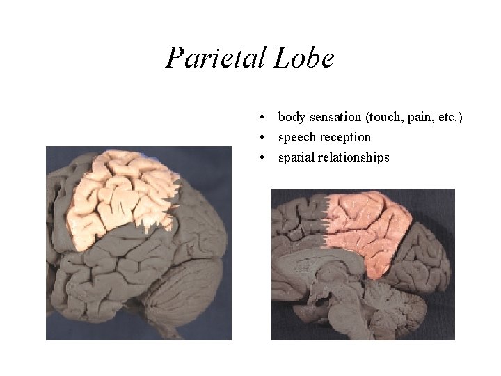 Parietal Lobe • body sensation (touch, pain, etc. ) • speech reception • spatial