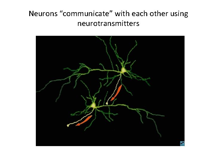 Neurons “communicate” with each other using neurotransmitters 