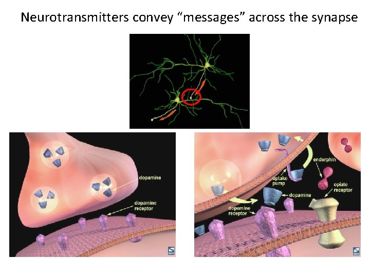 Neurotransmitters convey “messages” across the synapse 