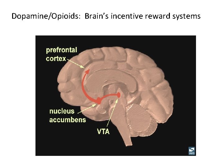 Dopamine/Opioids: Brain’s incentive reward systems 