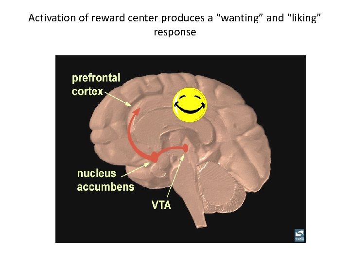 Activation of reward center produces a “wanting” and “liking” response 