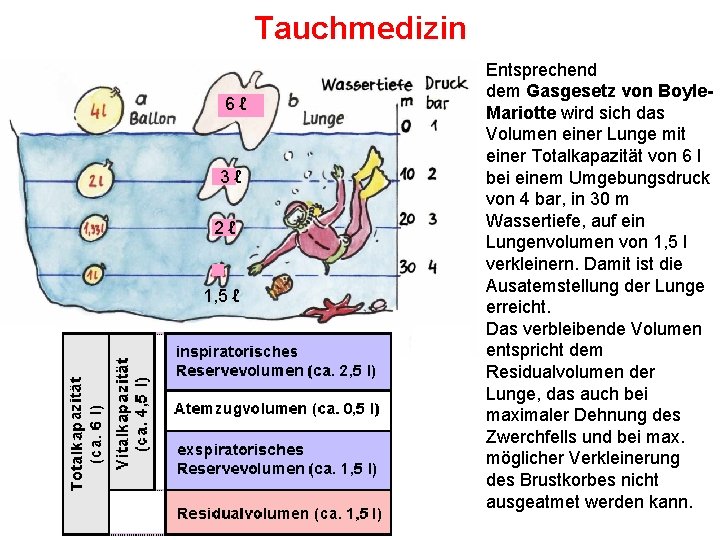 Tauchmedizin 6 ℓ 3 ℓ 2 ℓ 1, 5 ℓ Entsprechend dem Gasgesetz von