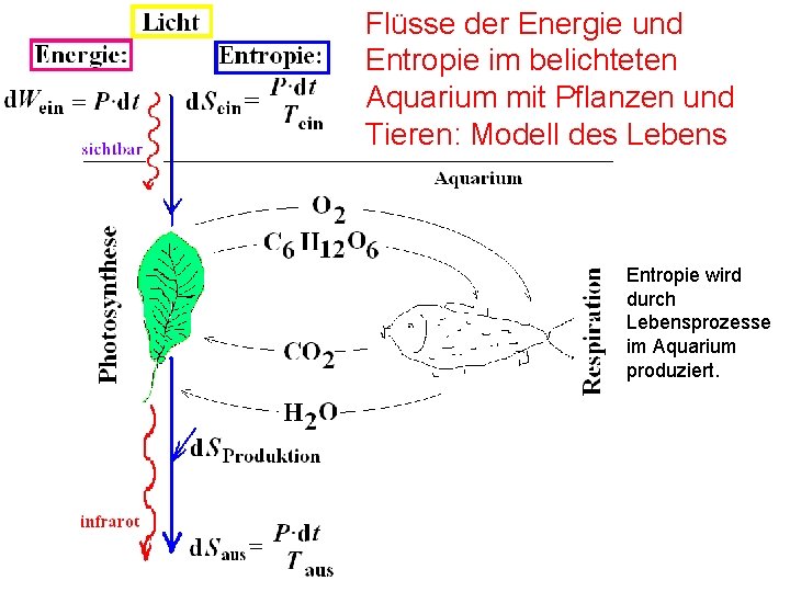 Flüsse der Energie und Entropie im belichteten Aquarium mit Pflanzen und Tieren: Modell des