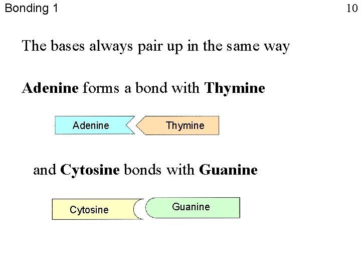 Bonding 1 10 The bases always pair up in the same way Adenine forms