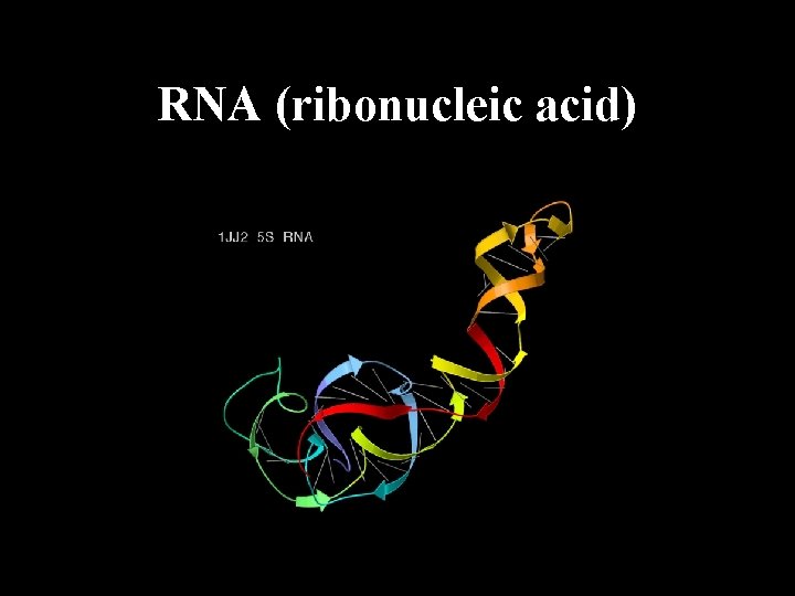 RNA (ribonucleic acid) 