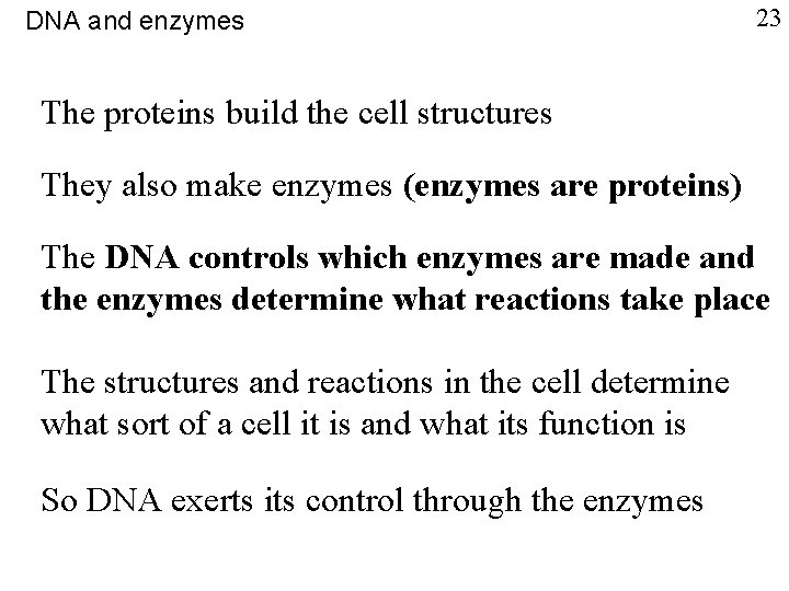 DNA and enzymes 23 The proteins build the cell structures They also make enzymes