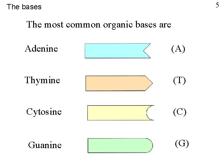5 The bases The most common organic bases are Adenine (A) Thymine (T) Cytosine