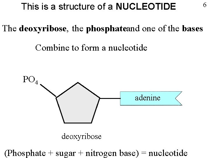 This is a structure of a NUCLEOTIDE 6 The deoxyribose, the phosphateand one of