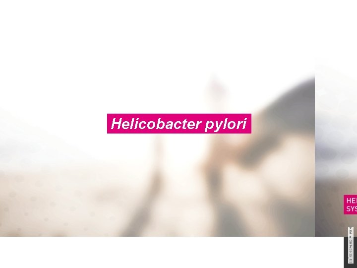 Helicobacter pylori © Kibion, 2014 -06 -25_ES. 