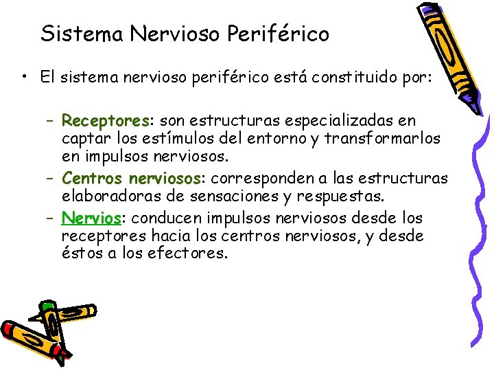 Sistema Nervioso Periférico • El sistema nervioso periférico está constituido por: – Receptores: son