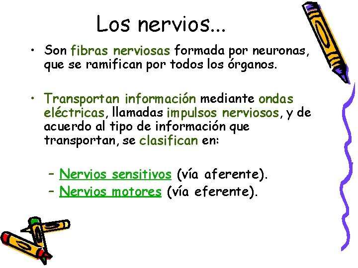 Los nervios. . . • Son fibras nerviosas formada por neuronas, que se ramifican