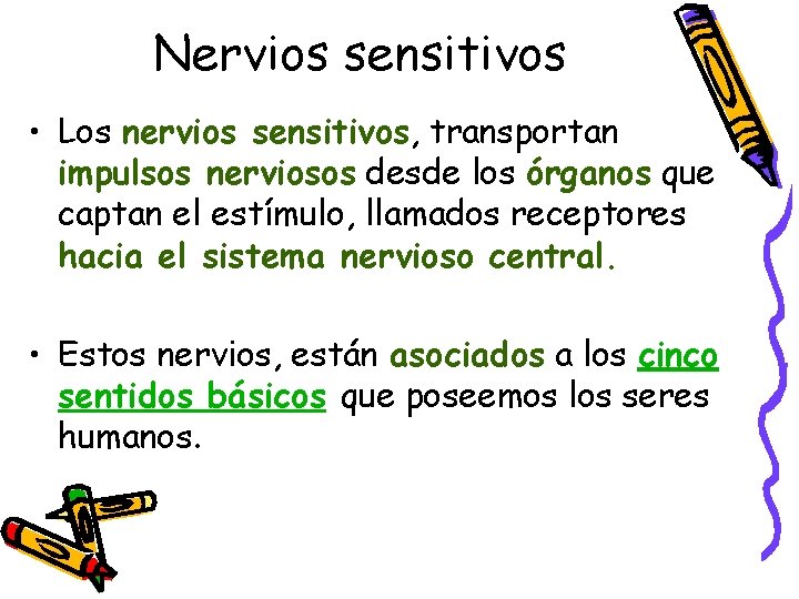 Nervios sensitivos • Los nervios sensitivos, transportan impulsos nerviosos desde los órganos que captan