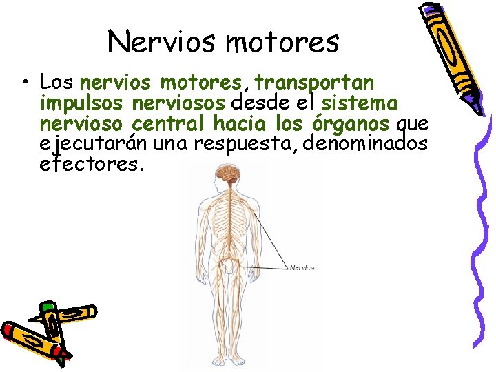 Nervios motores • Los nervios motores, transportan impulsos nerviosos desde el sistema nervioso central