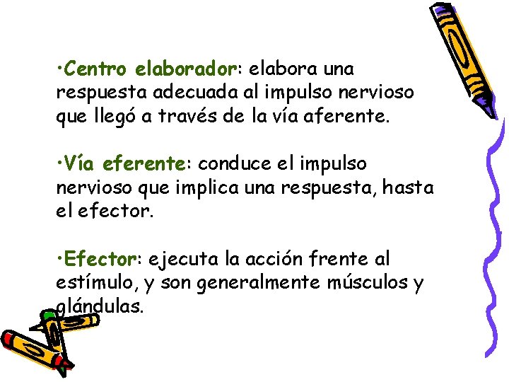  • Centro elaborador: elabora una respuesta adecuada al impulso nervioso que llegó a