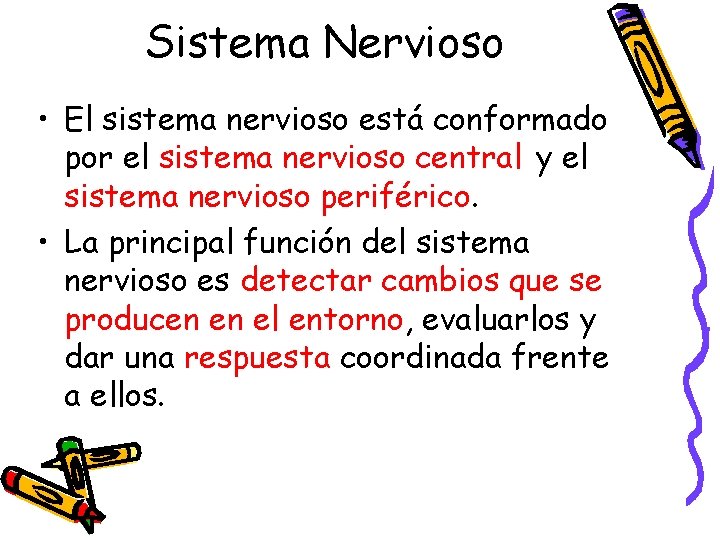 Sistema Nervioso • El sistema nervioso está conformado por el sistema nervioso central y