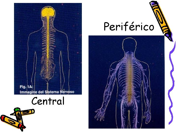 Periférico Central 