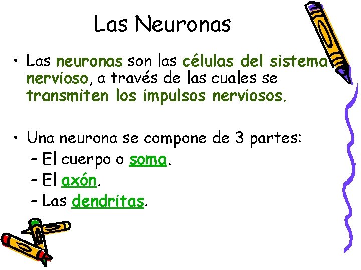 Las Neuronas • Las neuronas son las células del sistema nervioso, a través de