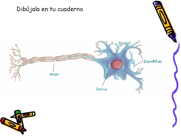 Dibújala en tu cuaderno 