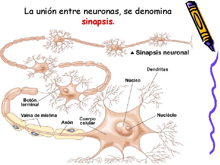 La unión entre neuronas, se denomina sinapsis. 
